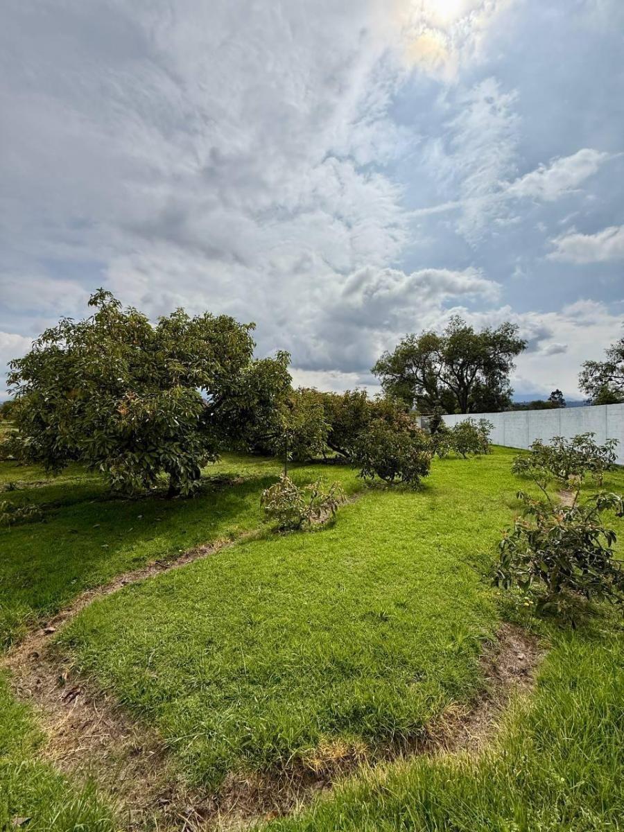 Terreno - en Venta - Puembo 819 m² — imagen 8