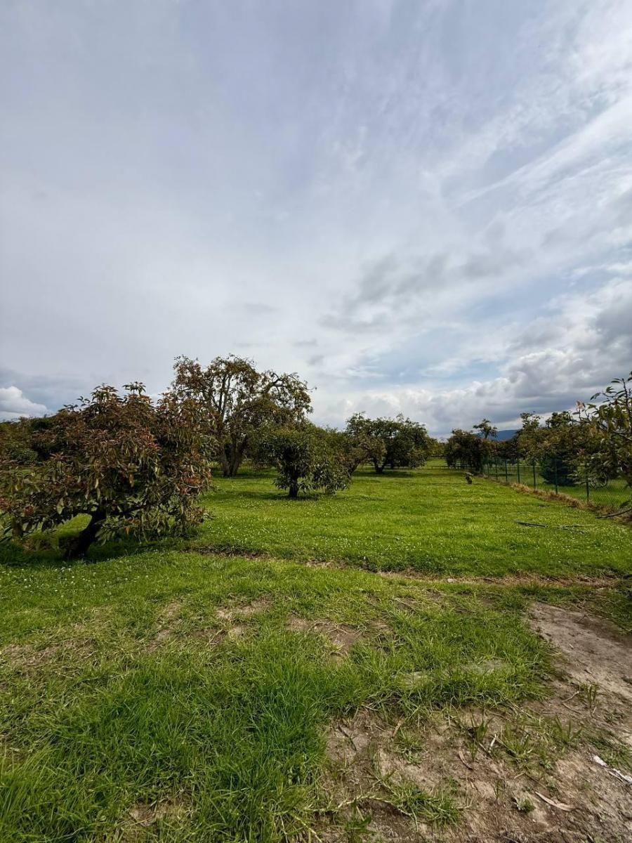 Terreno - en Venta - Puembo 819 m² — imagen 7