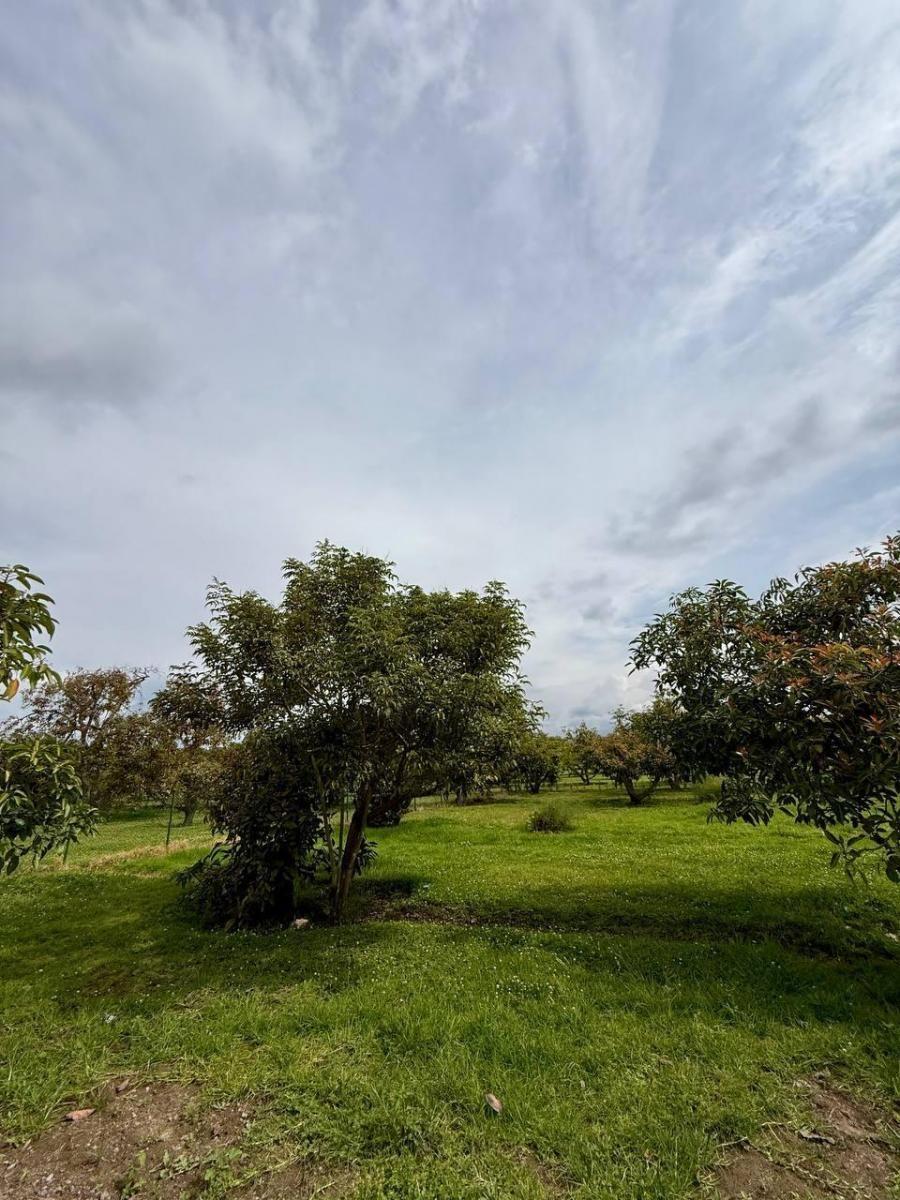 Terreno - en Venta - Puembo 819 m² — imagen 6