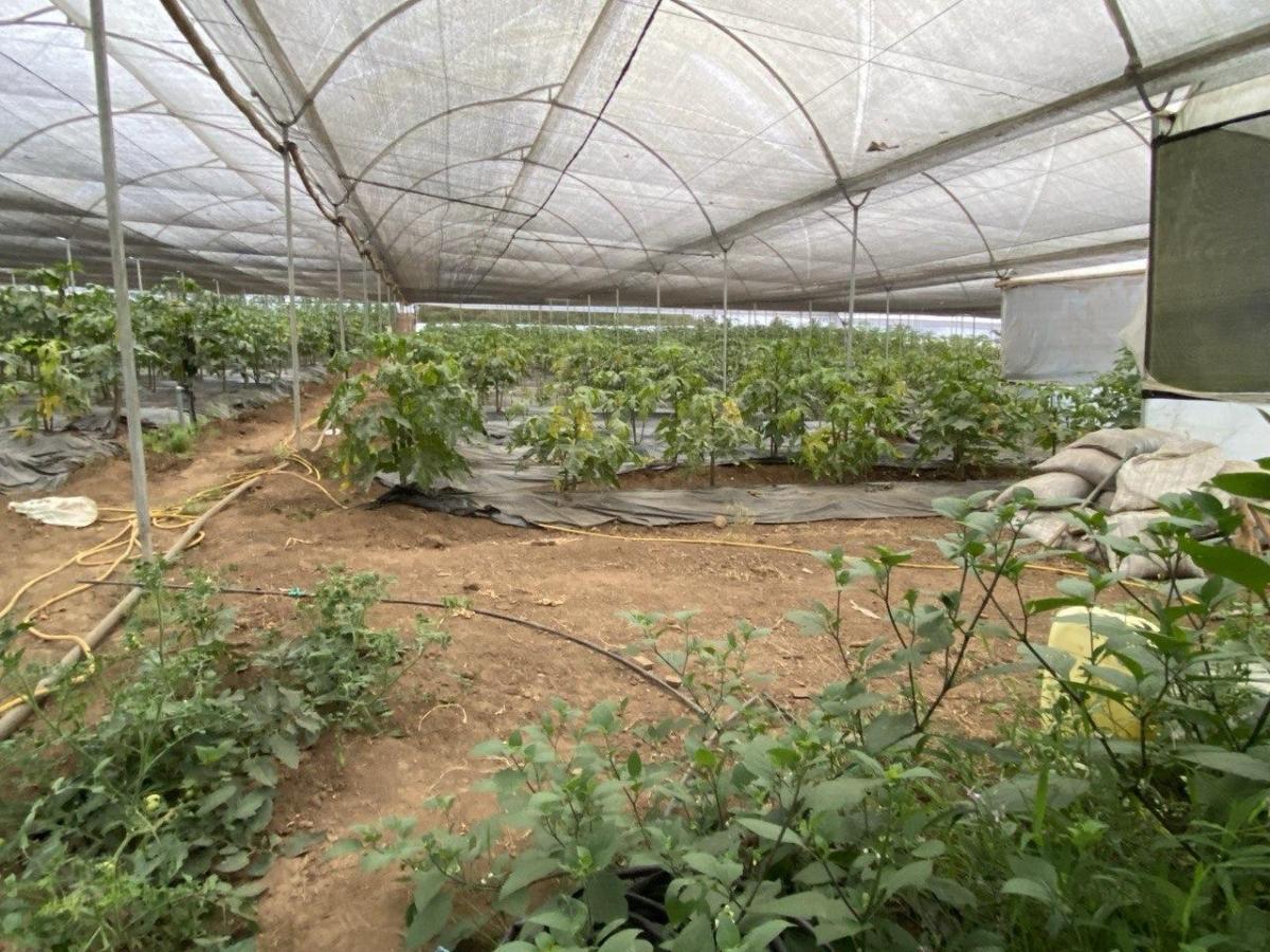 Terreno Agrícola con Casa San Vicente (Prov. Bolívar) — imagen 7