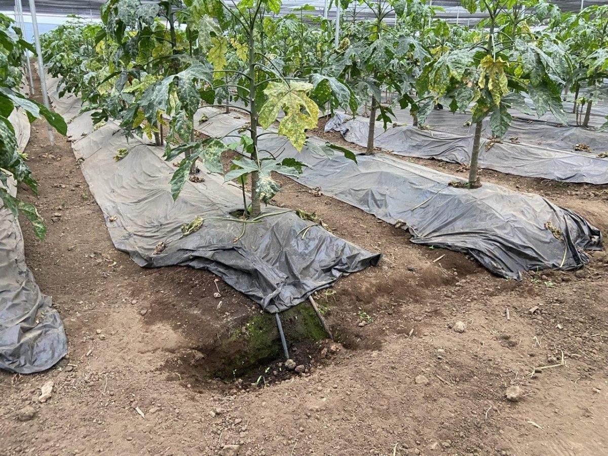 Terreno Agrícola con Casa San Vicente (Prov. Bolívar) — imagen 6
