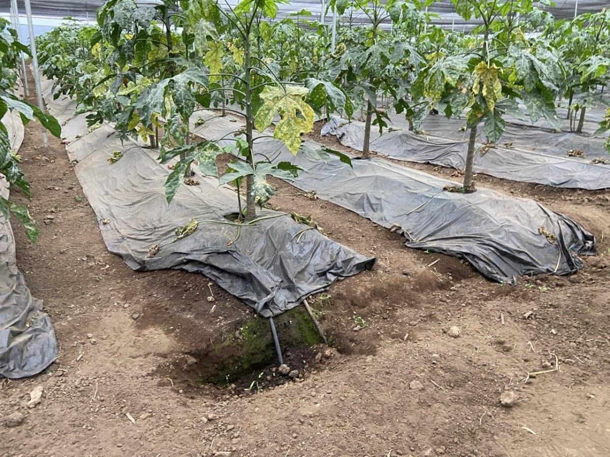 Terreno Agrícola con Casa San Vicente (Prov. Bolívar) — imagen 4