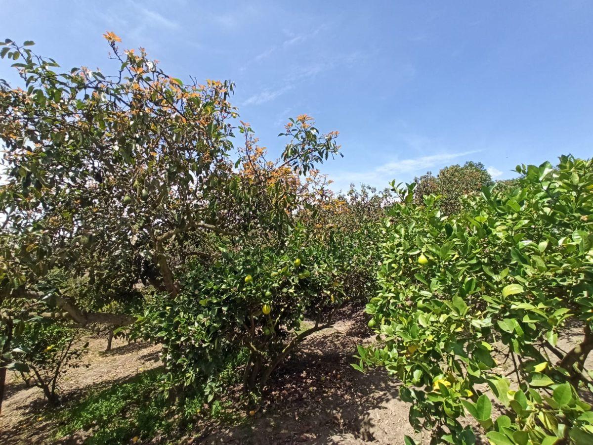 Terreno en Venta en Guayllamba — imagen 6