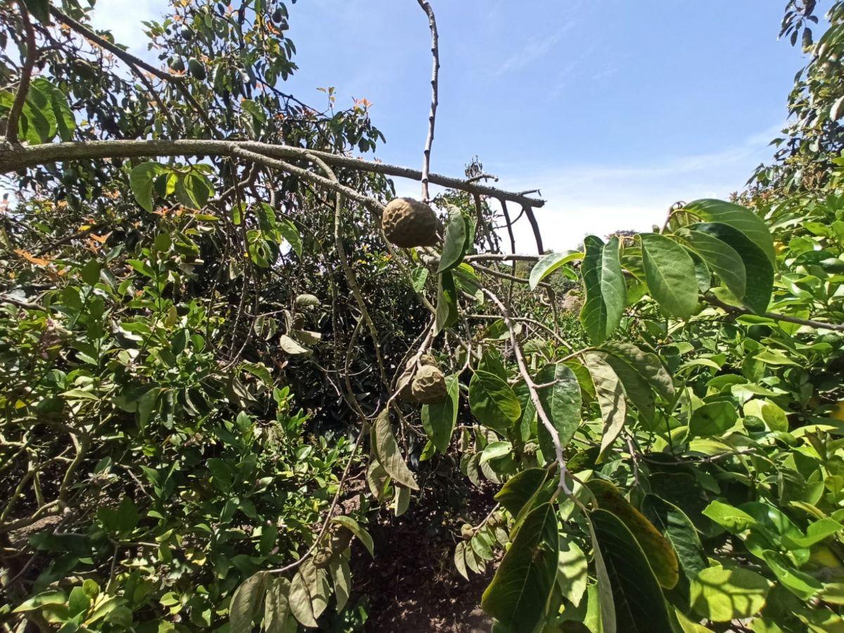 Terreno en Venta en Guayllamba — imagen 4