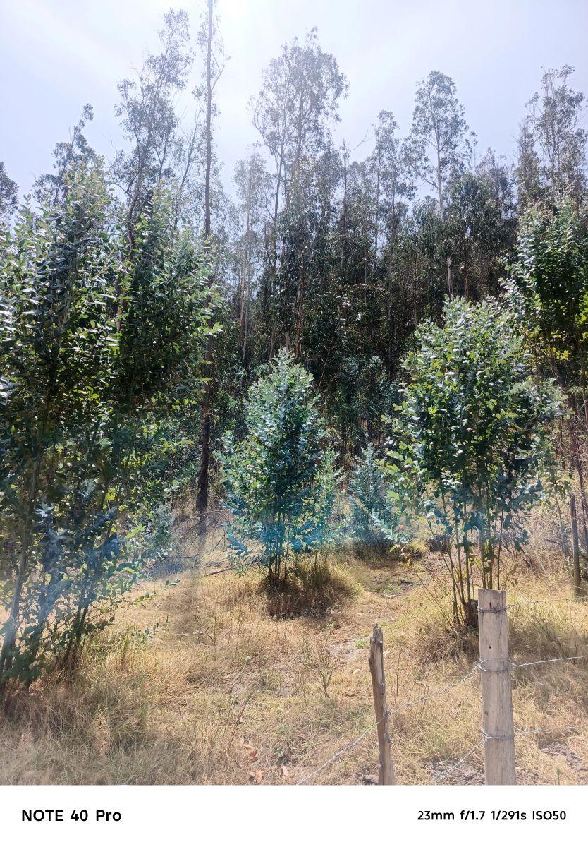Arriendo Bosque de Eucaliptos en Tumbaco Sector Tola Chica — imagen 10