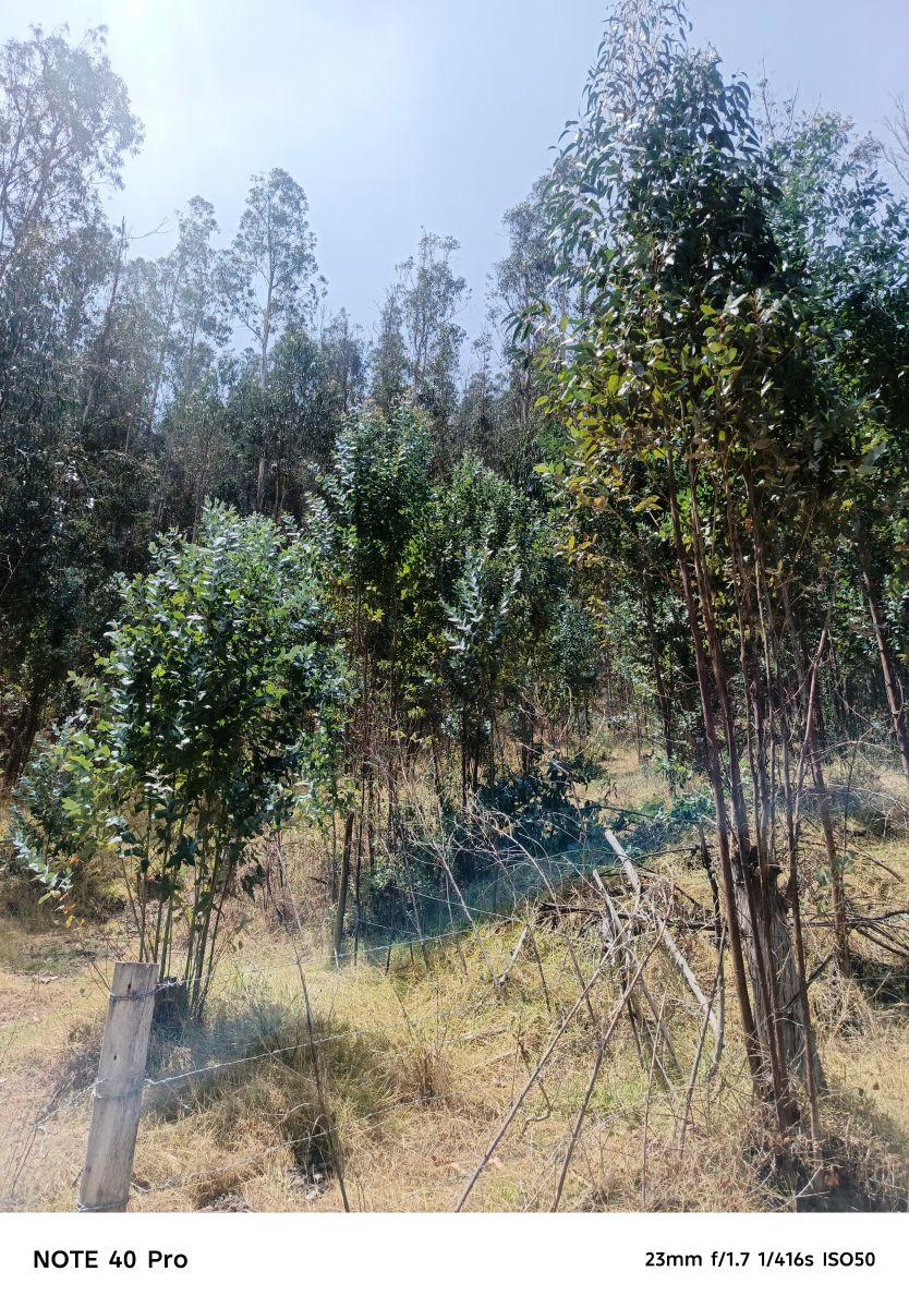 Arriendo Bosque de Eucaliptos en Tumbaco Sector Tola Chica — imagen 9