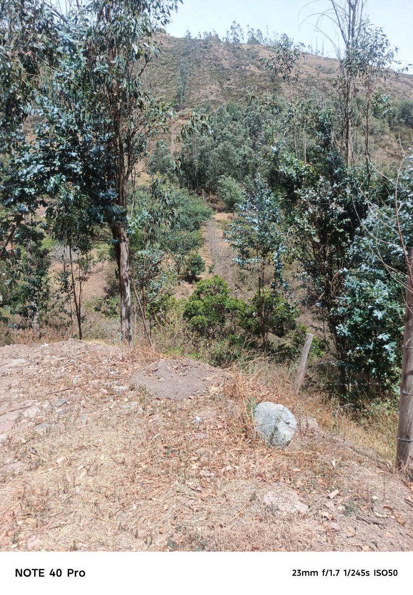 Arriendo Bosque de Eucaliptos en Tumbaco Sector Tola Chica — imagen 8