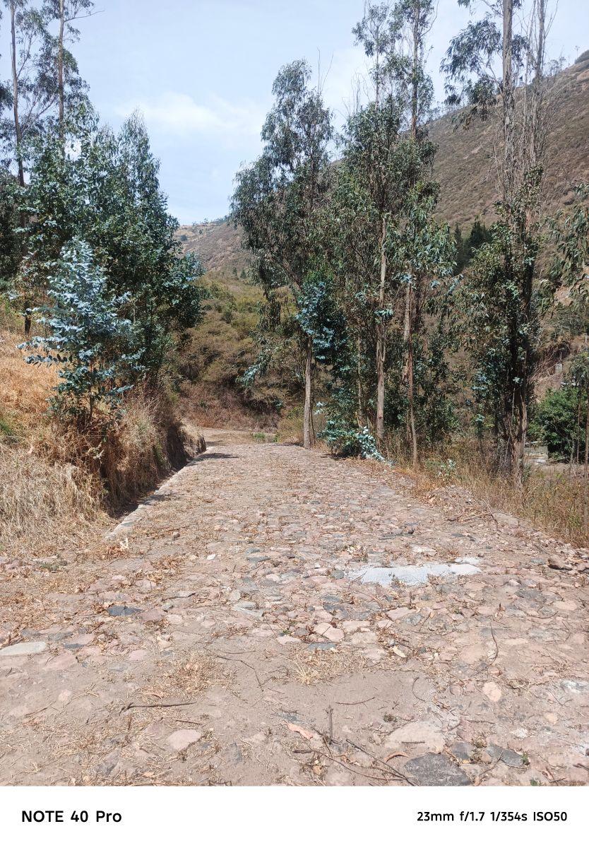 Arriendo Bosque de Eucaliptos en Tumbaco Sector Tola Chica — imagen 7