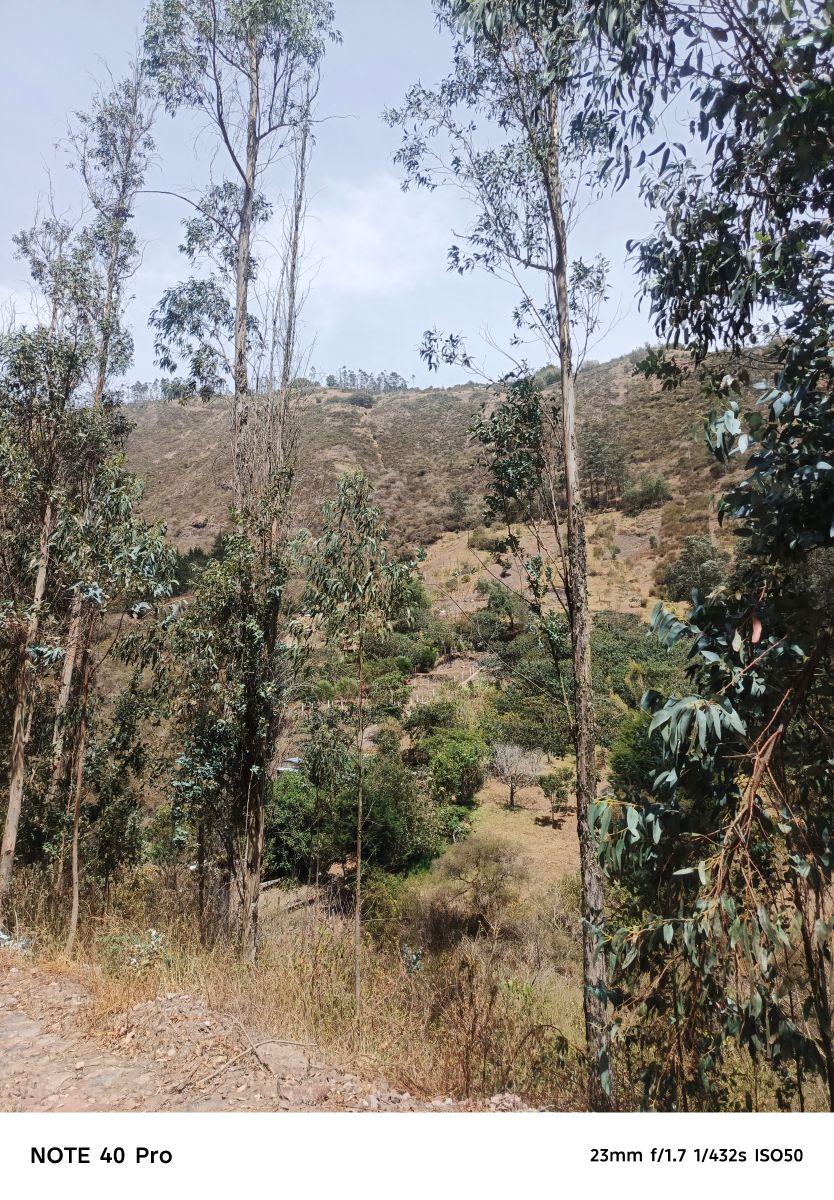 Arriendo Bosque de Eucaliptos en Tumbaco Sector Tola Chica — imagen 6