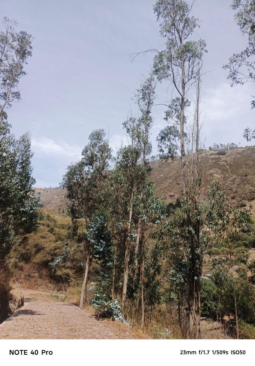 Arriendo Bosque de Eucaliptos en Tumbaco Sector Tola Chica — imagen 5