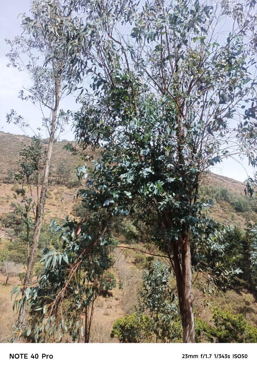 Arriendo Bosque de Eucaliptos en Tumbaco Sector Tola Chica — imagen 4