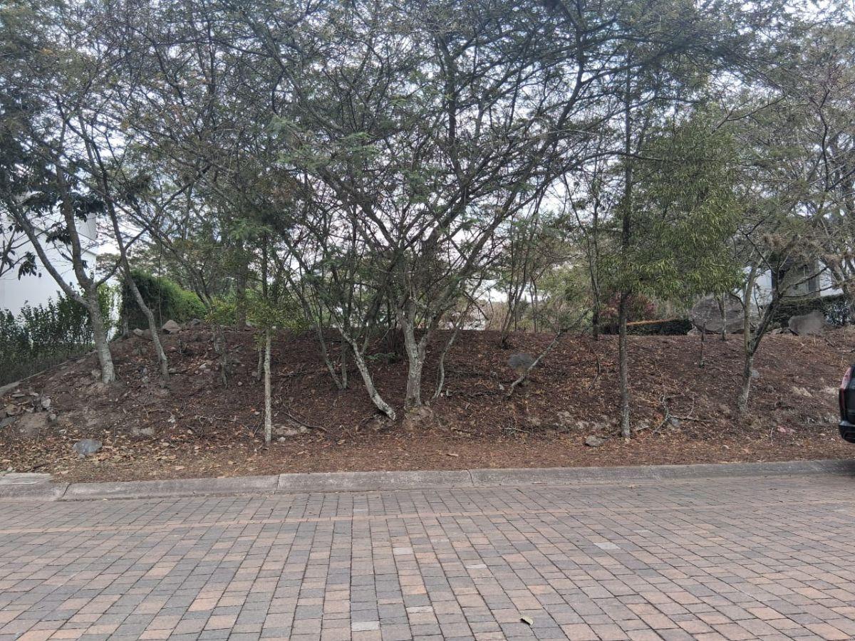 Vendo Terreno La Viña 1.000 m² Hermoso — imagen 5