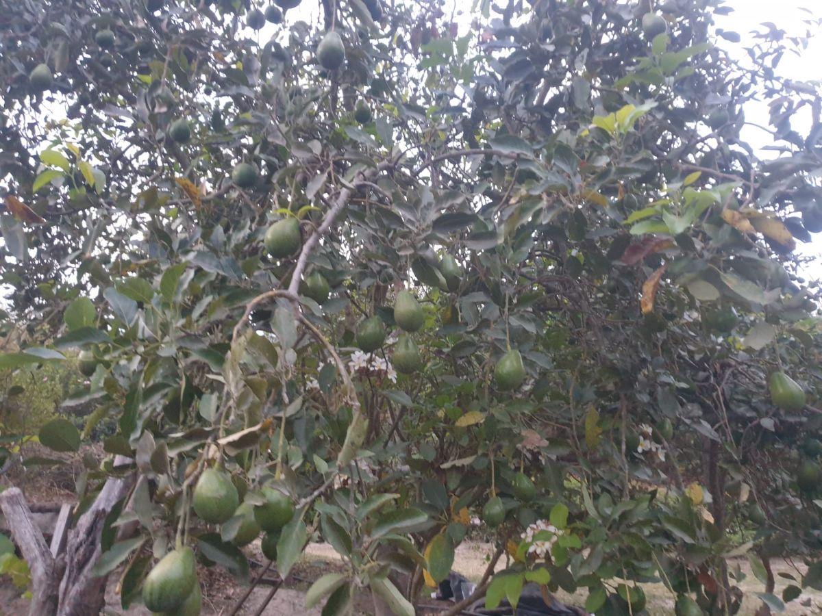 Vendo Terreno 20.000 m² Guayllabamba — imagen 10