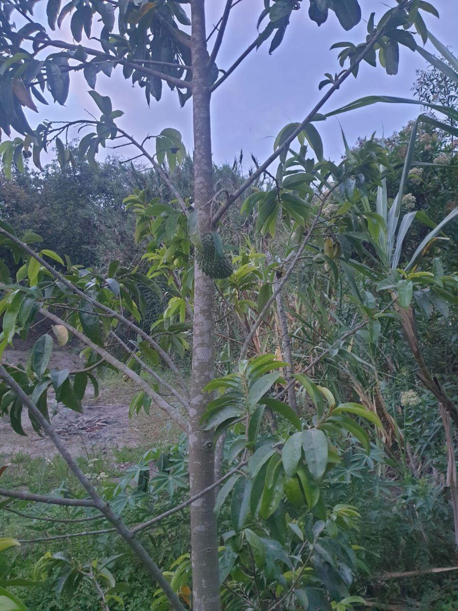 Vendo Terreno 20.000 m² Guayllabamba — imagen 8