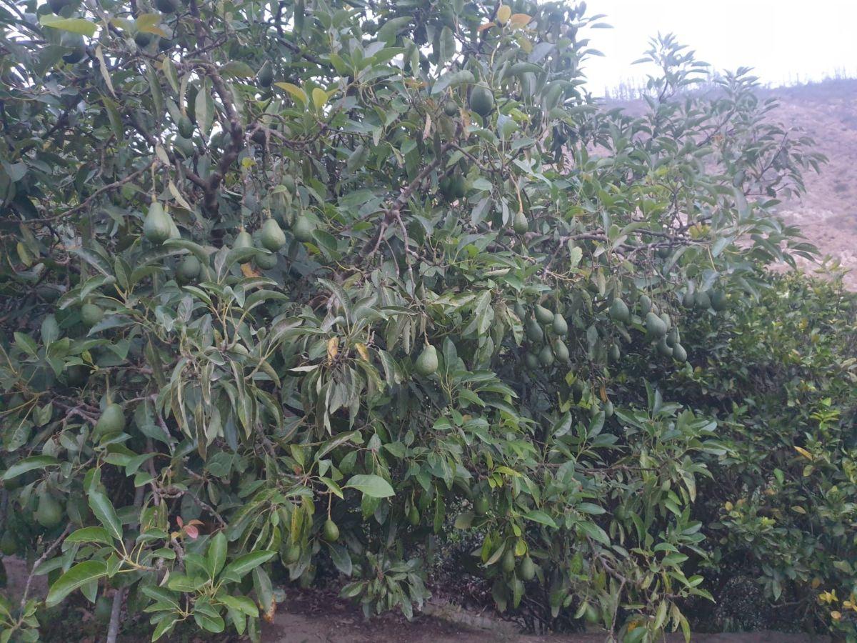 Vendo Terreno 20.000 m² Guayllabamba — imagen 7