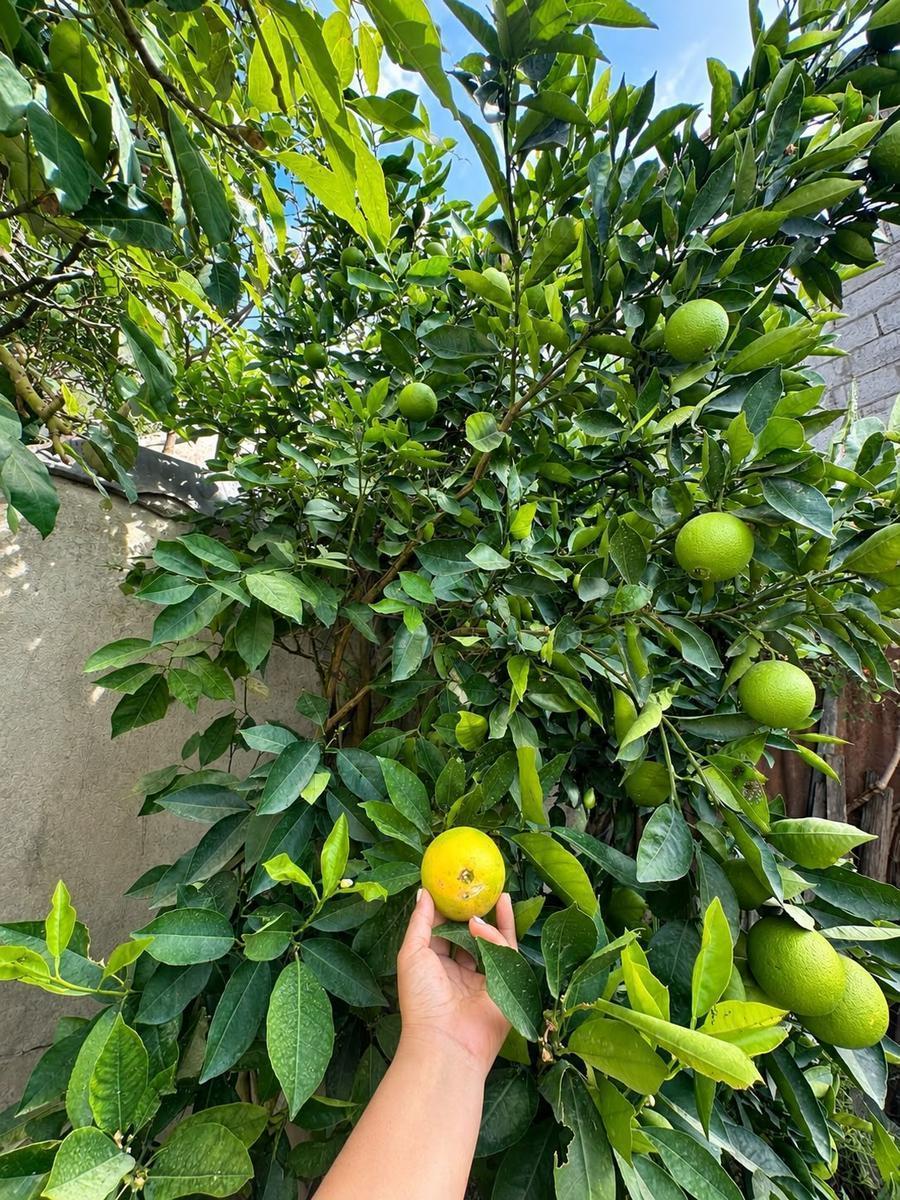 De Oportunidad Casa en Venta Guayllabamba, con Arboles Frutales — imagen 6