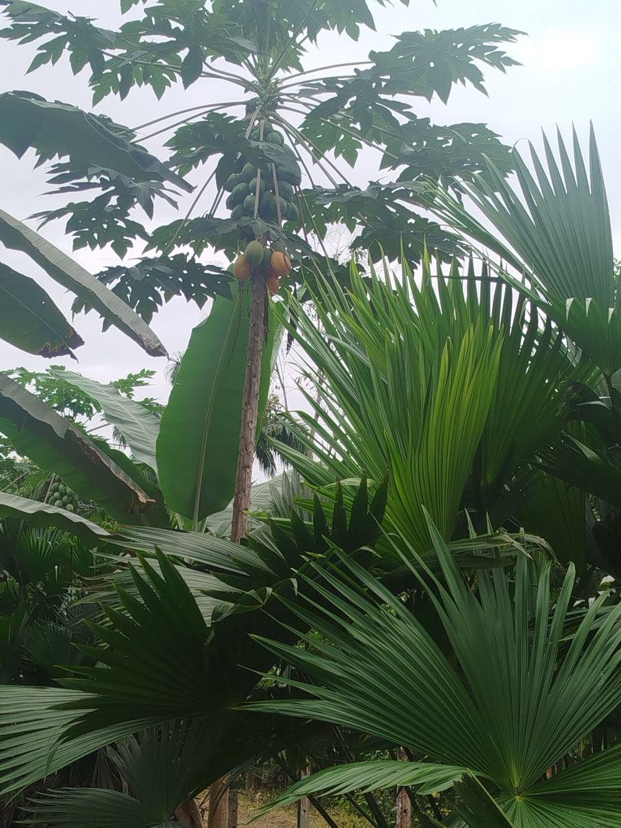Venta de Hermosa Quinta Junto Al Rio Caoni, Planita — imagen 3