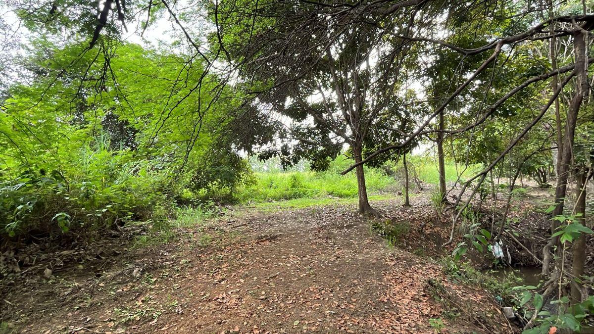 Terreno en Venta 83.800 m² - con Plantación de Teca, Vía a La Costa Km 26 - Pasando El Peaje, Guayas — imagen 10