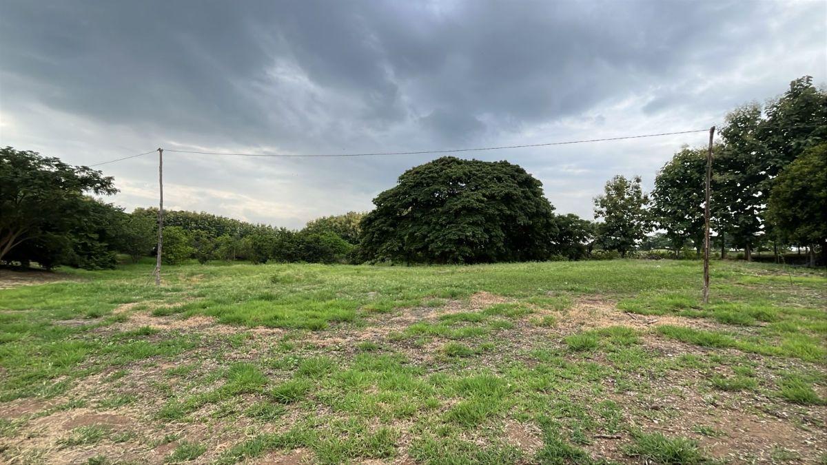 Terreno en Venta 83.800 m² - con Plantación de Teca, Vía a La Costa Km 26 - Pasando El Peaje, Guayas — imagen 9