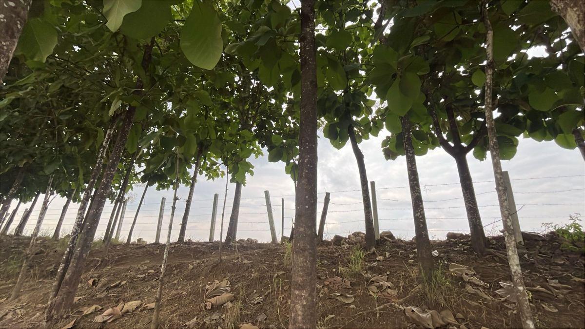 Terreno en Venta 83.800 m² - con Plantación de Teca, Vía a La Costa Km 26 - Pasando El Peaje, Guayas — imagen 8