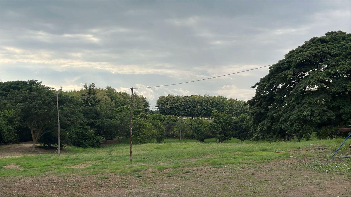 Terreno en Venta 83.800 m² - con Plantación de Teca, Vía a La Costa Km 26 - Pasando El Peaje, Guayas — imagen 6