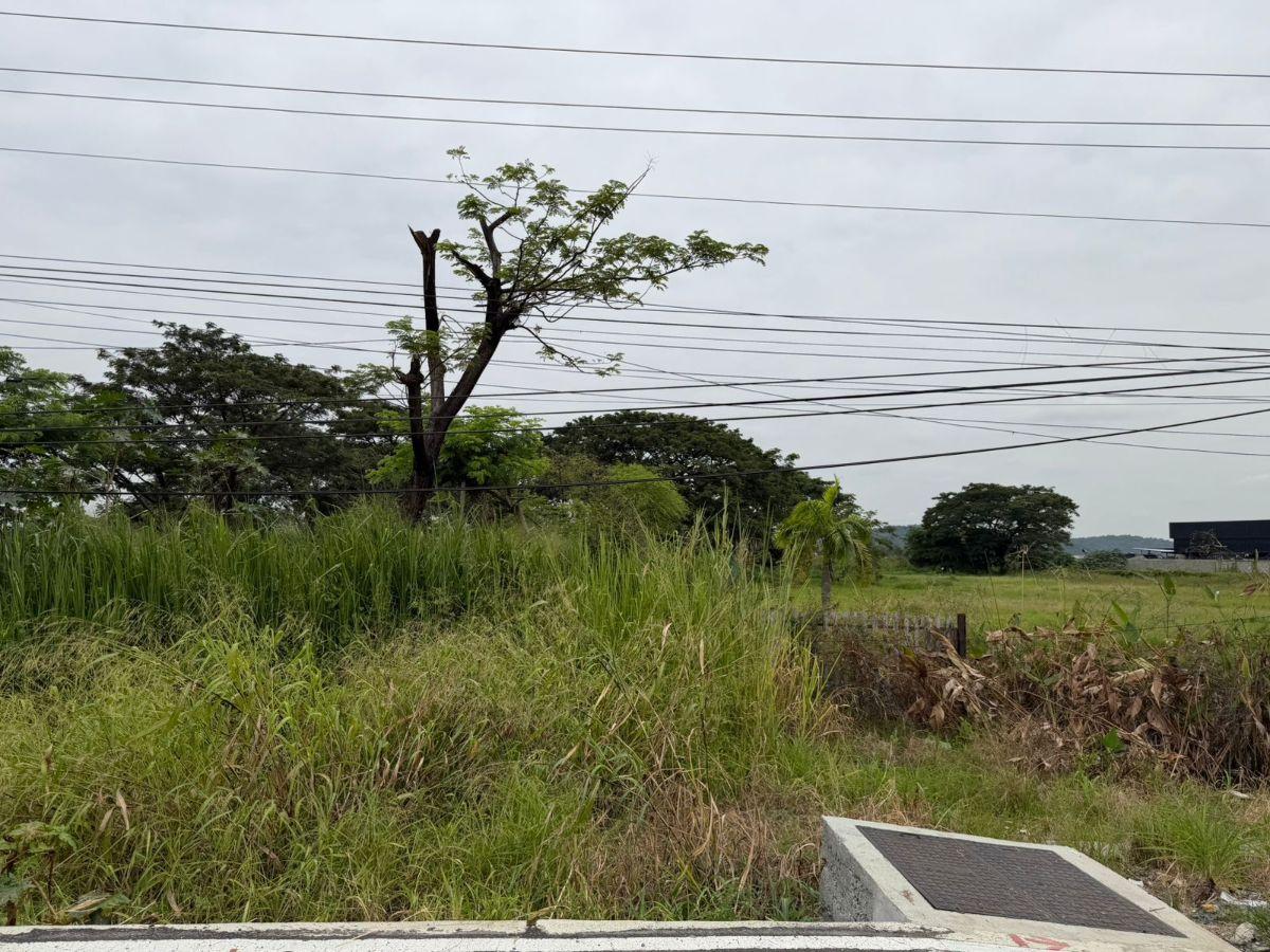 Terreno en Venta 16.400 m² - Av León Febres Cordero - La Aurora - Daule, Guayas — imagen 6