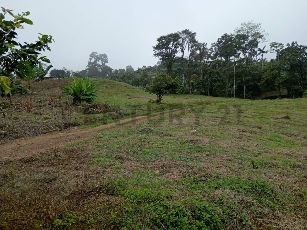 12300 m² en Venta - Pedro Vicente Maldonado — imagen 7