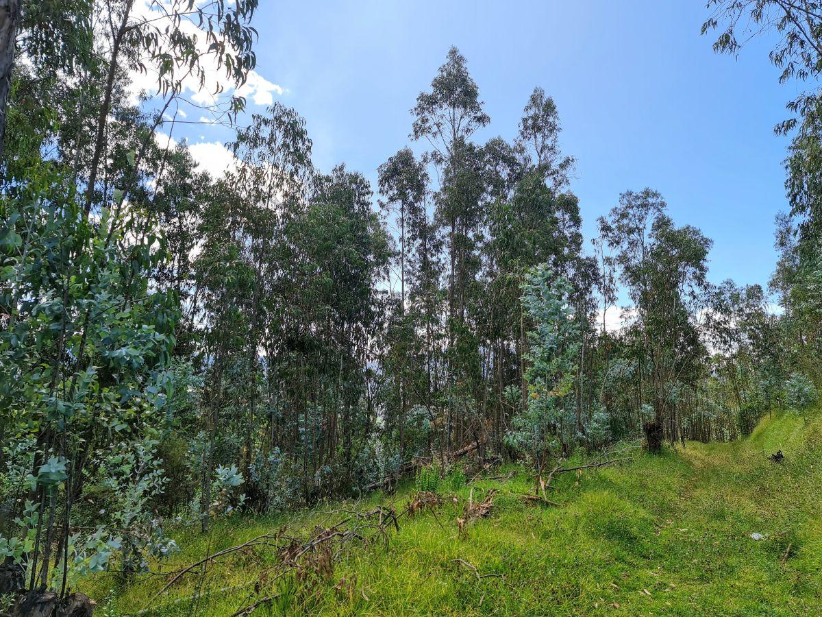 Terreno en Venta | Santa Teresa de Píntag — imagen 7