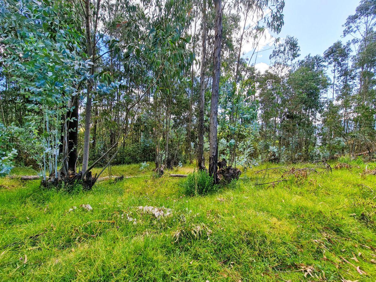 Terreno en Venta | Santa Teresa de Píntag — imagen 6