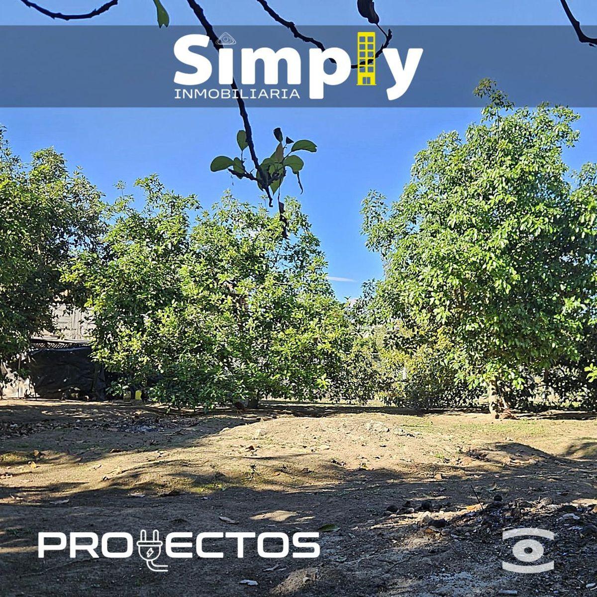 Terreno de 4000 m², Cerramiento, Totalmente Plano, con Agua de Riego, y 100 Plantas de Aguacate — imagen 9