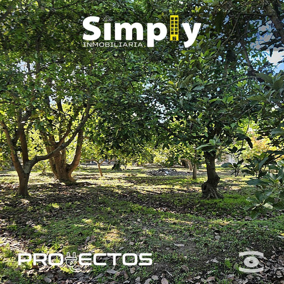 Terreno de 4000 m², Cerramiento, Totalmente Plano, con Agua de Riego, y 100 Plantas de Aguacate — imagen 8