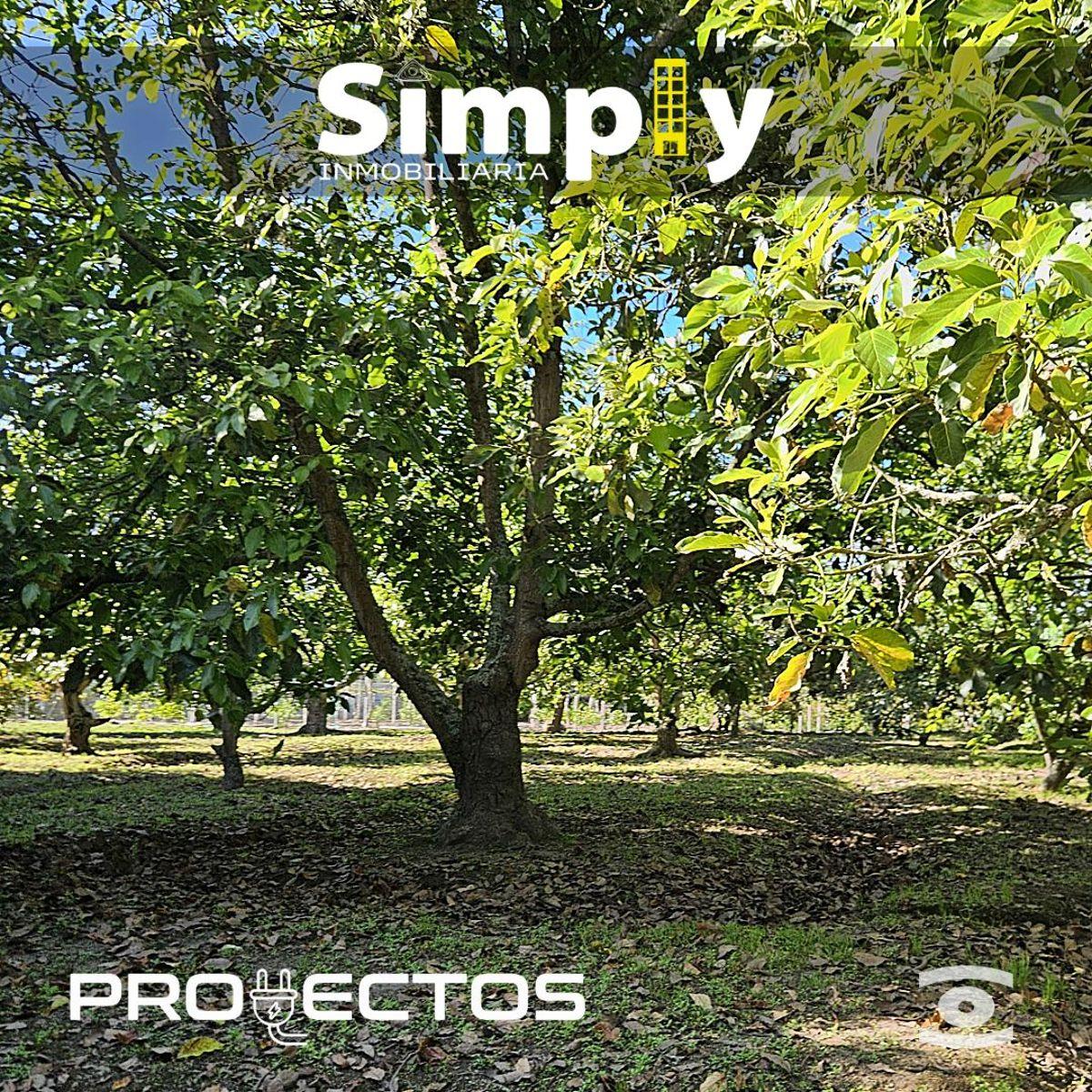 Terreno de 4000 m², Cerramiento, Totalmente Plano, con Agua de Riego, y 100 Plantas de Aguacate — imagen 7