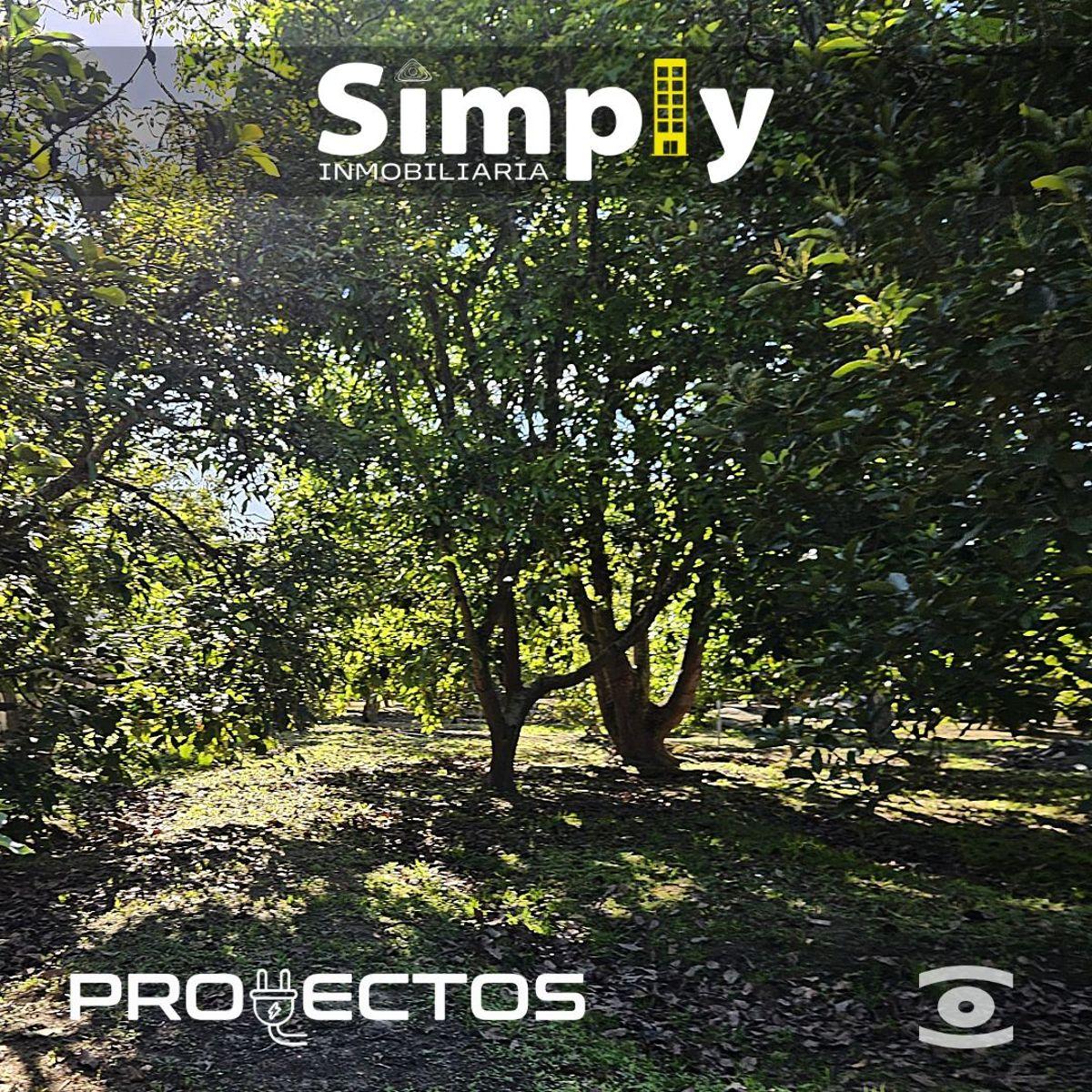 Terreno de 4000 m², Cerramiento, Totalmente Plano, con Agua de Riego, y 100 Plantas de Aguacate — imagen 6