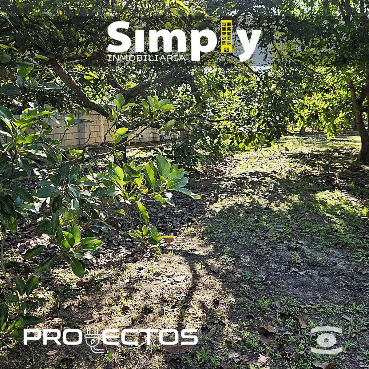 Terreno de 4000 m², Cerramiento, Totalmente Plano, con Agua de Riego, y 100 Plantas de Aguacate — imagen 5