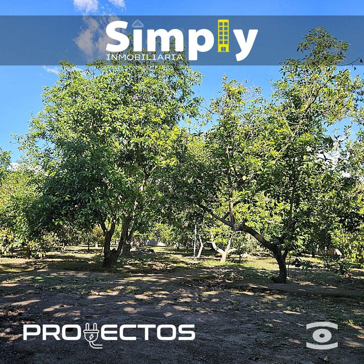 Terreno de 4000 m², Cerramiento, Totalmente Plano, con Agua de Riego, y 100 Plantas de Aguacate — imagen 3