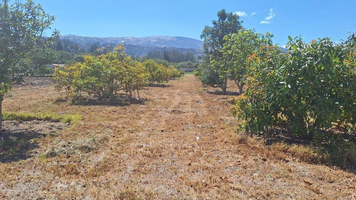 Terrenos de Venta Guayllabamba 1000 m² — imagen 10