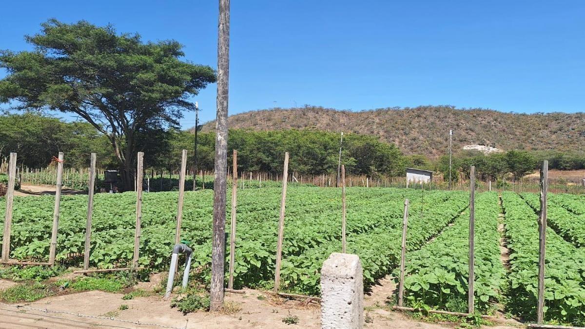 Terrenos de Venta Guayllabamba 1000 m² — imagen 7