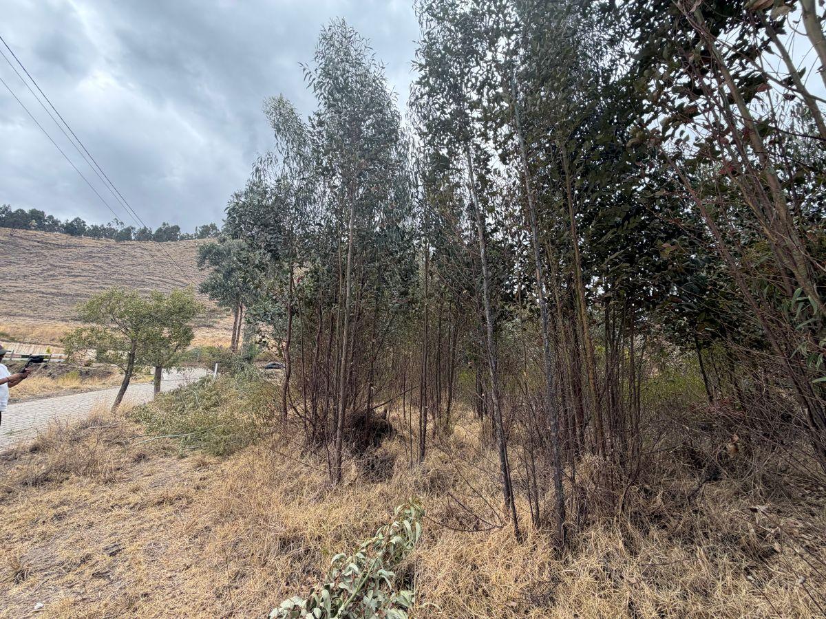 ¡Terreno en Venta en Guachalá – Cayambe! — imagen 6