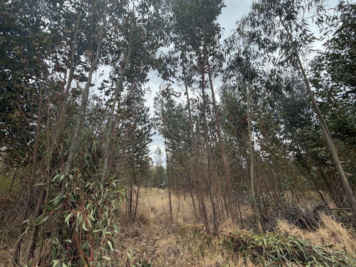 ¡Terreno en Venta en Guachalá – Cayambe! — imagen 5
