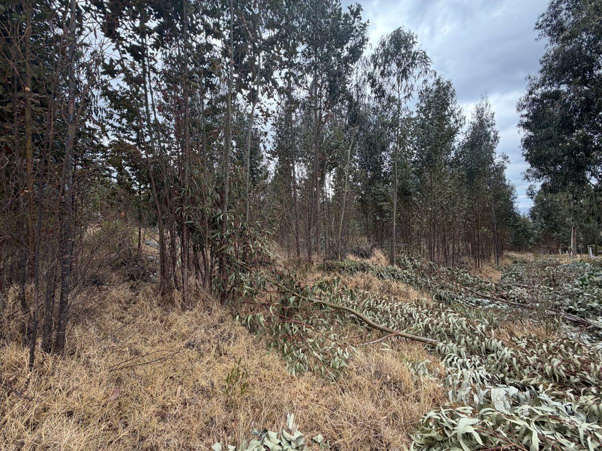 ¡Terreno en Venta en Guachalá – Cayambe! — imagen 4