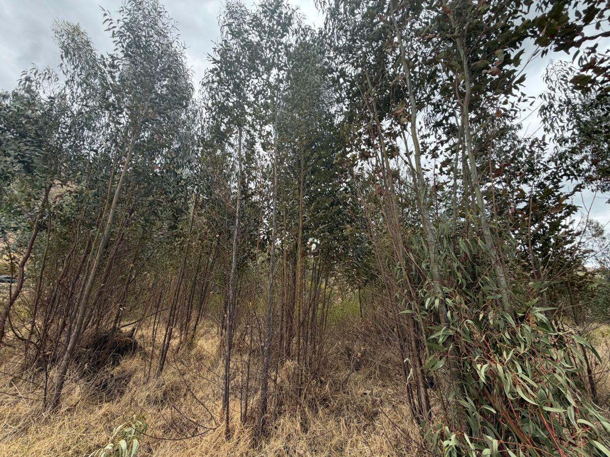 ¡Terreno en Venta en Guachalá – Cayambe! — imagen 3