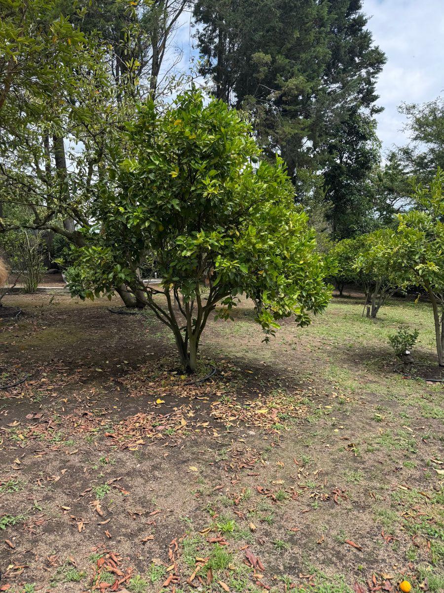 Terreno de 5085 m² en Venta en Tumbaco — imagen 8