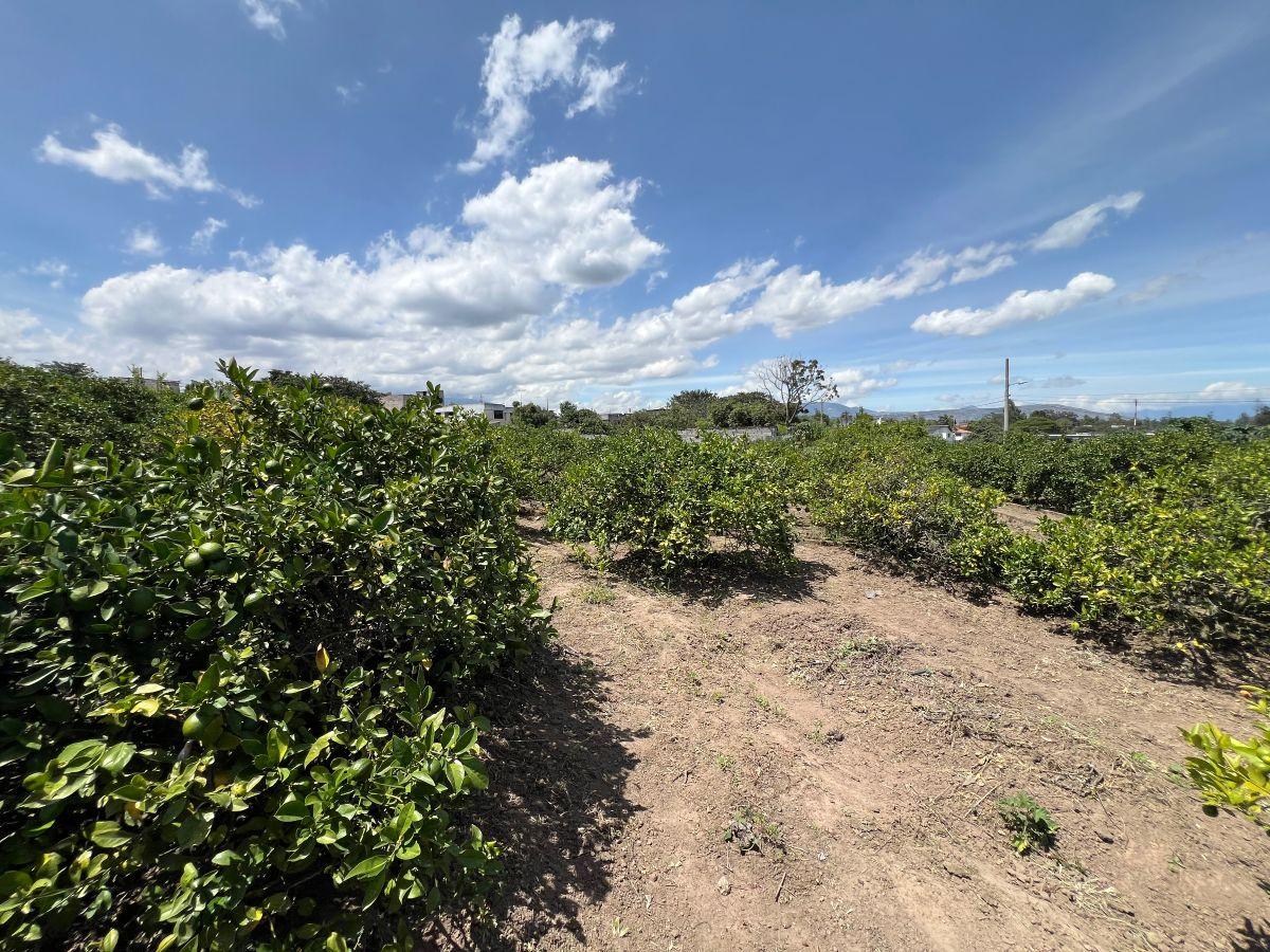 En Venta Lote de Terreno de 2000 m² en Urbanizacion Privada - Puembo — imagen 5