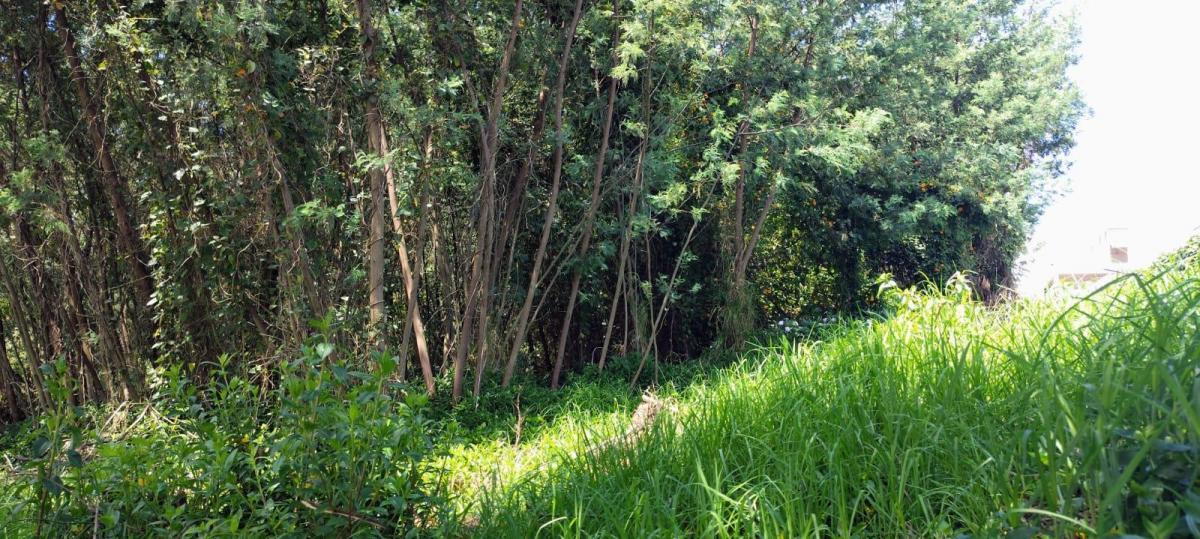 Terreno Premium en Venta en Campo Alegre | 3.197 m² — imagen 6