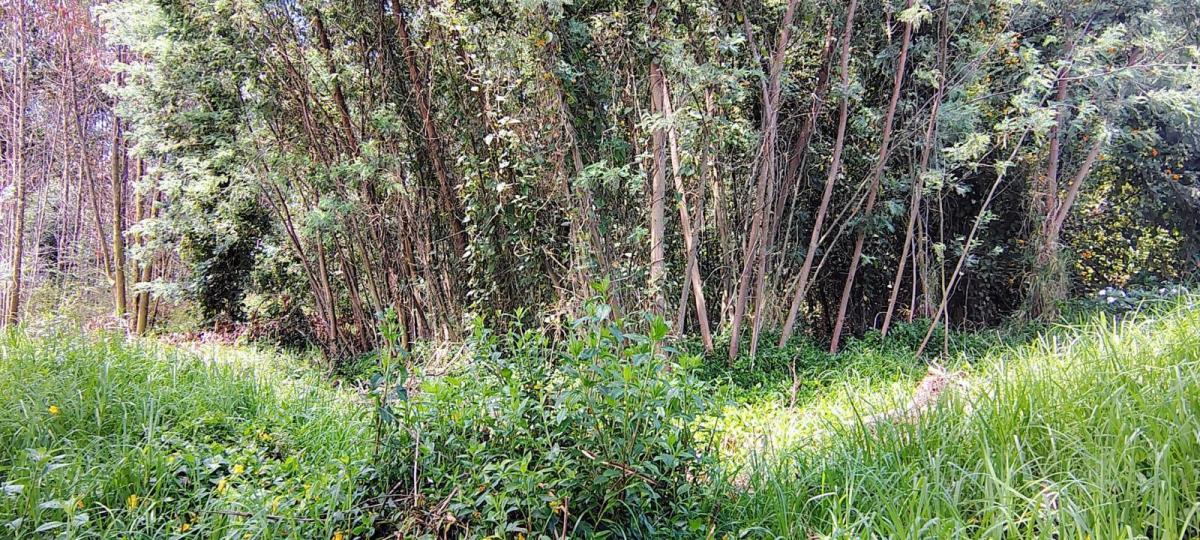 Terreno Premium en Venta en Campo Alegre | 3.197 m² — imagen 5
