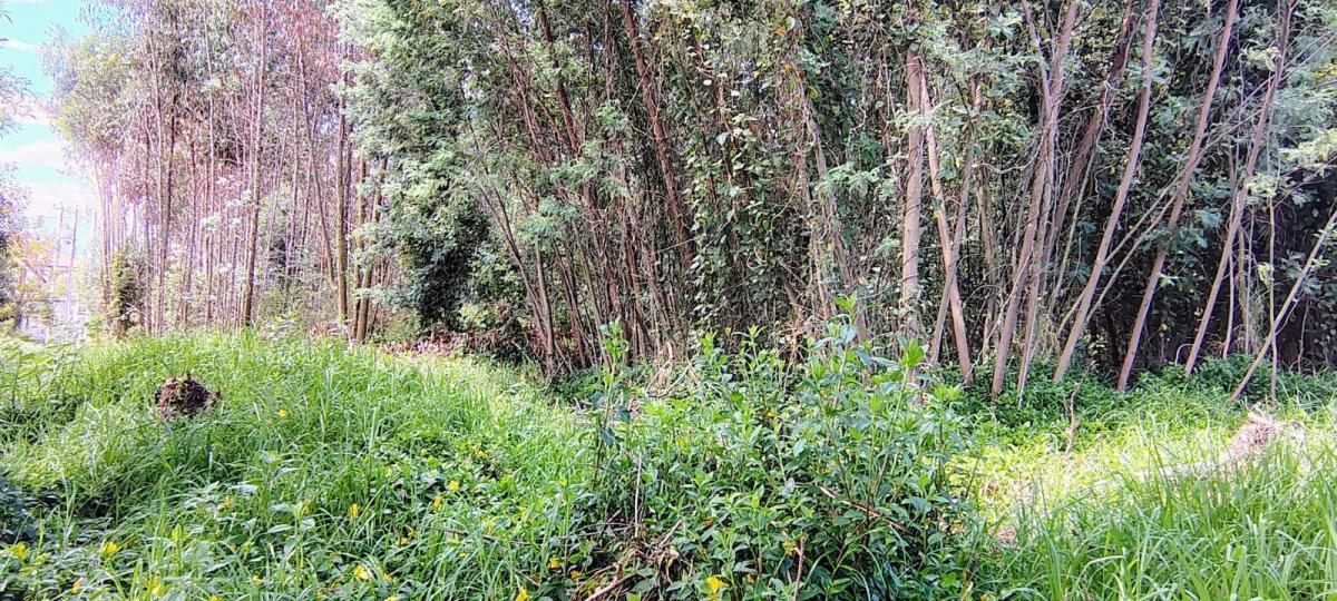 Terreno Premium en Venta en Campo Alegre | 3.197 m² — imagen 3