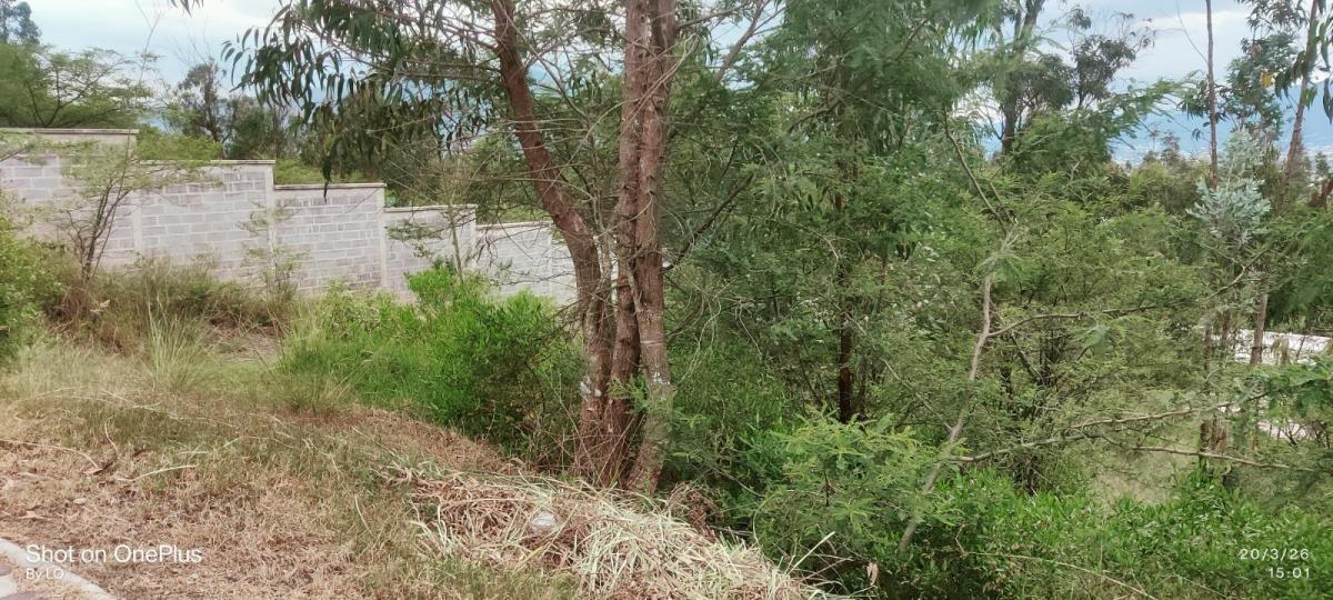 Vendo Exclusivo Terreno en Urbanización Rumikuna – Collaquí, Tumbaco — imagen 4