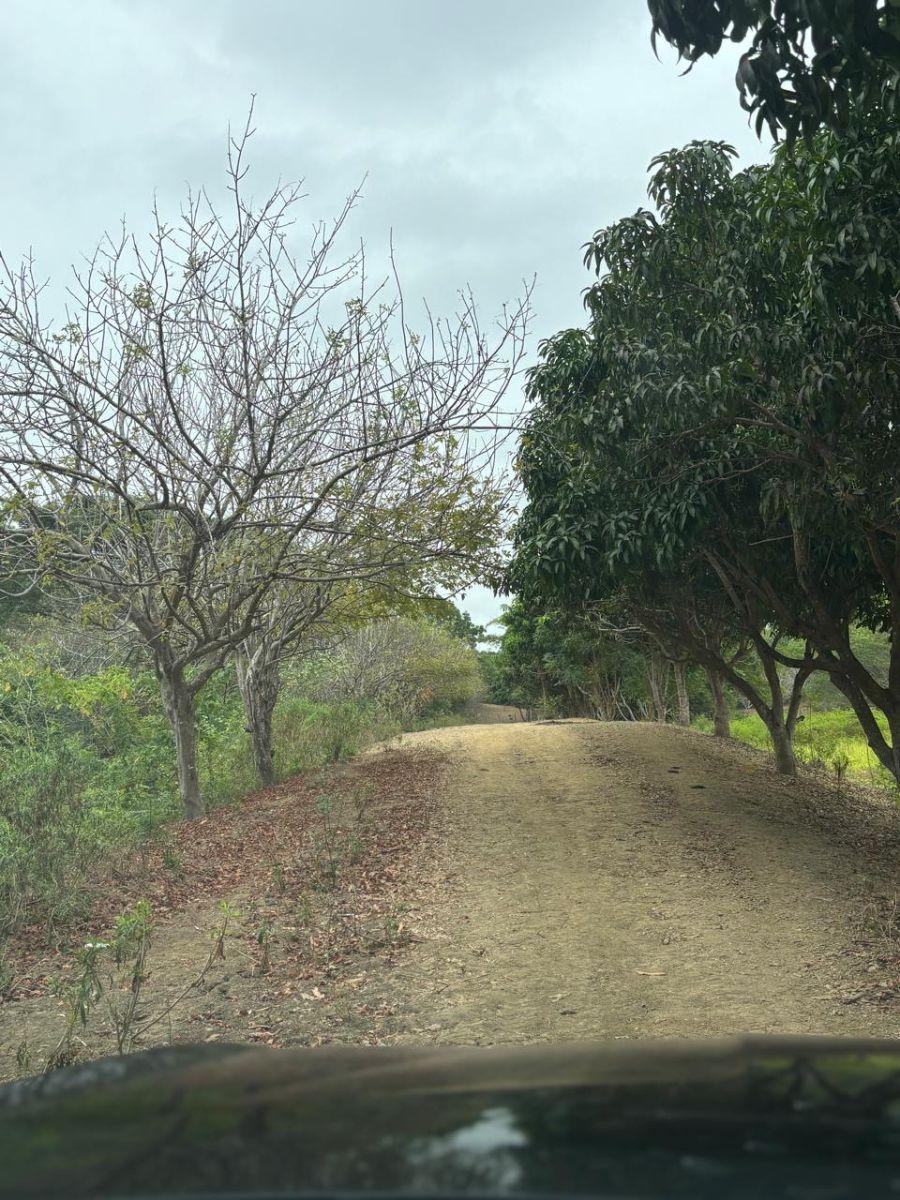 Vendo Terreno (Finca) Via a La Costa Km 40 Pasando Consuelo, Excelente Ubicación Frente a Via 409 m, Guayas — imagen 6