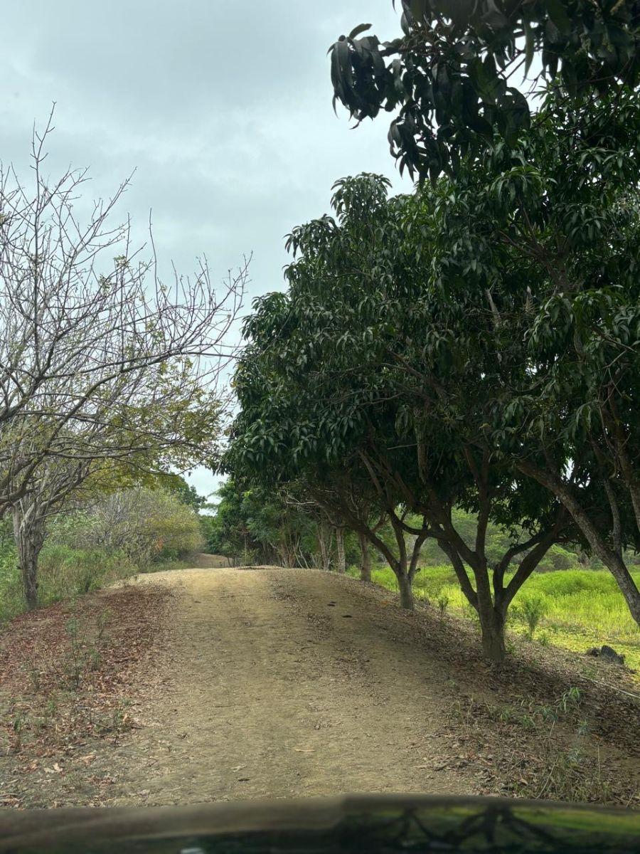 Vendo Terreno (Finca) Via a La Costa Km 40 Pasando Consuelo, Excelente Ubicación Frente a Via 409 m, Guayas — imagen 5