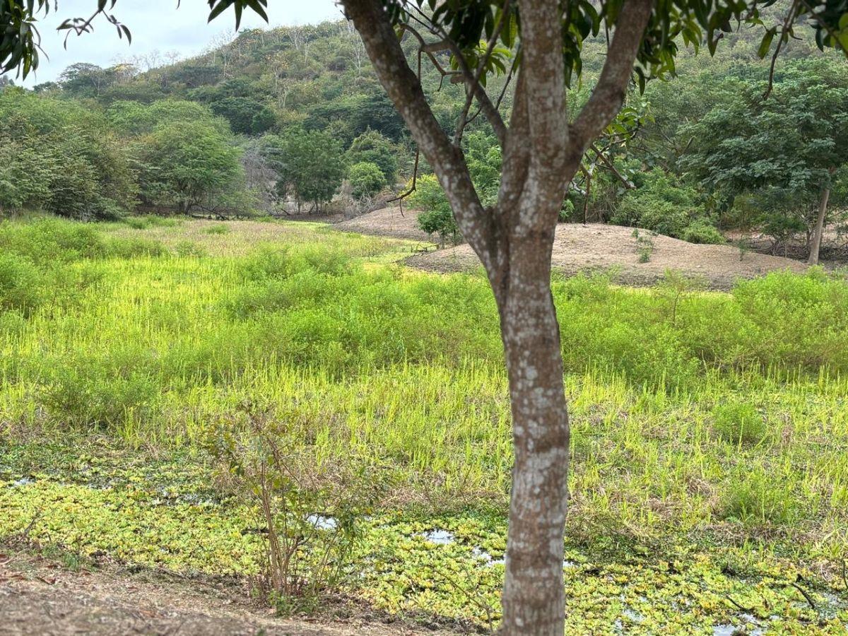Vendo Terreno (Finca) Via a La Costa Km 40 Pasando Consuelo, Excelente Ubicación Frente a Via 409 m, Guayas — imagen 4